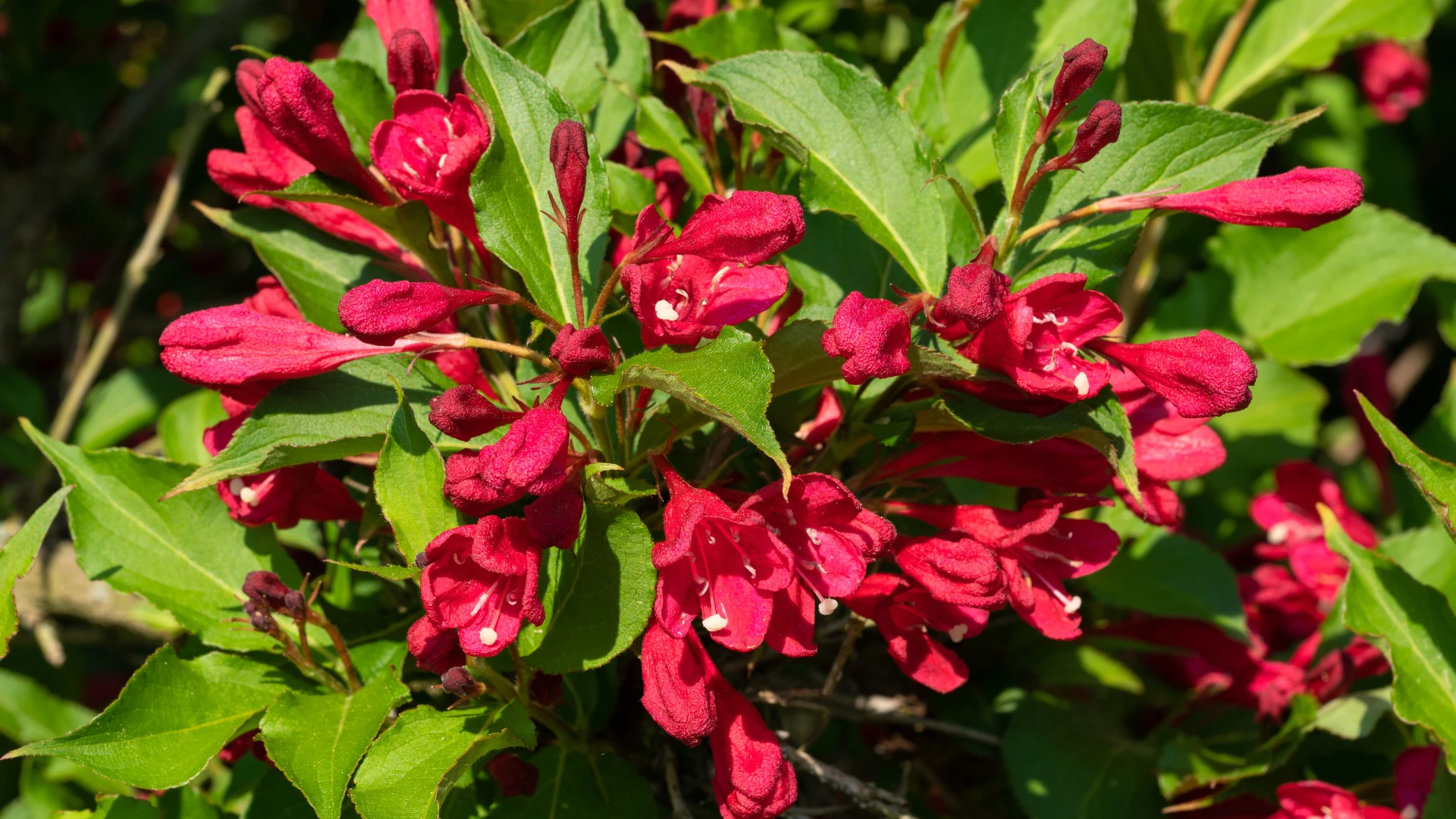 Krzewuszka cudowna (Weigela) – uprawa, odmiany, kwitnienie i cięcie